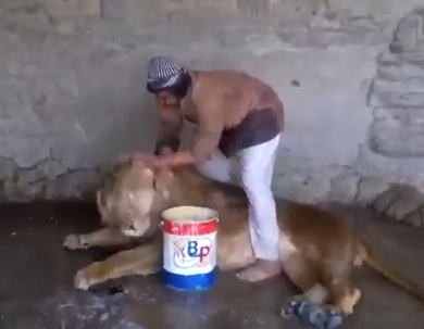 Video Viral, Pria Ini dengan Berani Menggosok-Gosok Tubuh Singa