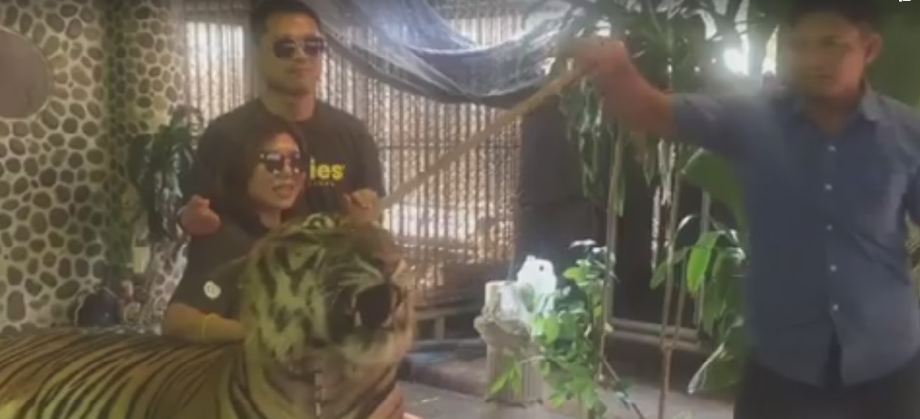 Video Viral, Harimau Ditusuk-tusuk Agar Mengaum Saat Foto!