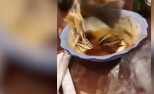 Video Viral : Sudah Disajikan Di Piring, Ikan Masih Bisa Melompat
