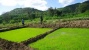 Lima Gambar Pereda Stres