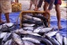 Anambas Banyak Ikan, Harganya Meroket, Ini Sebabnya