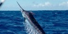 Mancing Sendirian, Nelayan Ini Terseret Ikan Marlin Selama 6 Jam 