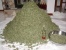 Penelitian : ganja bisa mengatasi kepikunan.