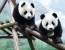Ini Sejarah Unik Diplomasi Panda di Dunia
