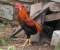 Bocah Ini Ditahan Pihak Kepolisian Karena Memperkosa Ayam Hasil Curiannya