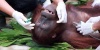 Membunuh Orang Utan Secara Beruntun, 4 Orang yang Ternyata Sekeluarga Ditangkap