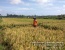 Tidak Sia-Sia, Petani Di Desa Bukit Langkap Panen beras  Mencapai 4,6 Ton
