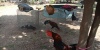 Baru Dilantik, Ricky Langsung Lakukan Penggrebekan Sabung Ayam Di Batu Merah