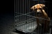 Aksi Brutal, Pria Ini Pukuli Anak Anjing Pake Palu Sampai Mati 