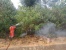 Kebakaran Hutan Kembali Terjadi Di Daerah Cendana Batam Center