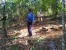 Ditpam BP Batam Kembali Tangkap Pelaku Illegal Logging di Kawasan Hutan Lindung Duriangkang