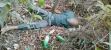 Mayat Tanpa Identitas Ditemukan di Semak Batam Hils Golf, Disekitarnya Ada Dua Botol Baygon