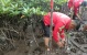 Jelang HUT Ke-7, PSI Kota Batam Tanam 1000 Pohon Mangrove