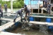 Danlantamal IV Gelar Panen Raya dan Tebar Benih Ikan Kerapu di Kampung Bugis