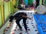 Lantamal IV Sembelih 15 Ekor Hewan Kurban Usai Shalat Idul Adha