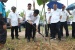 Rudi Tinjau dan Tebar Pupuk di Pohon Kayu Jati Emas 