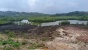 Akibat Perencanaan Pembangunan, Ekosistem Hutan Mangrove di Bukit Harimau Jadi Rusak 