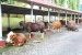 Dorong Semangat Berbagi, BP Batam Laksanakan Penyembelihan Hewan Qurban