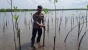 200 Pohon Bakau Polsek Bulang Tanam di Pulau Ketapang