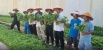 Dukung Program Ketahanan Pangan Nasional, Rutan Batam Berhasil Panen 140kg Sayur