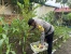 Wujud Ketahanan Pangan dan Kebersamaan, Polsek Sekupang Panen Jagung