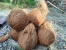 Harga Kelapa Tua Turun Drastis 