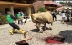 Sapi Limusin Hampir 1 Ton Mengamuk Saat Disembelih