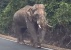 Kisah Haru Gajah Sulong, Berjuang Pulang ke Habitat Asal Meski Dalam Kondisi Terluka